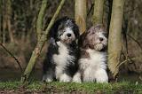BEARDED COLLIE 318